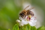 1685091224_adobestock_328844845_biene_martin.jpg