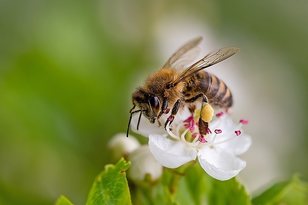 adobestock_328844845_biene_martin.jpg